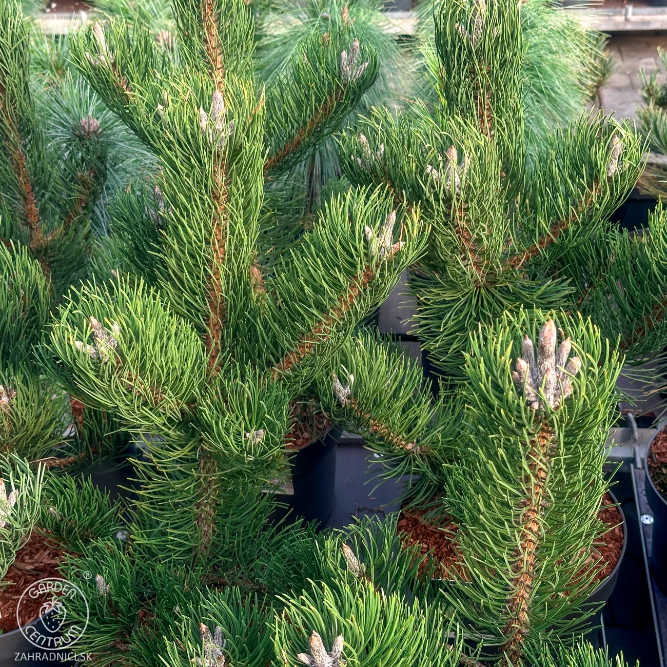 Rastlina Pinus nigra